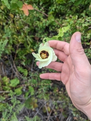 Gossypieae