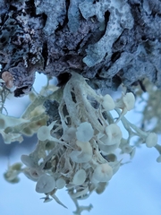 Ramalina dilacerata