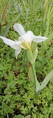 Iris albicans