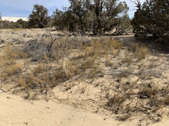 Ephedra cutleri