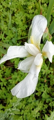 Iris albicans