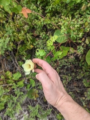 Gossypieae