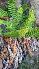 Polystichum andinum