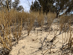 Ephedra cutleri