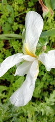 Iris albicans