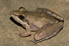 Ptychadena anchietae