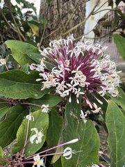 Clerodendrum quadriloculare