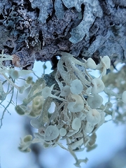 Ramalina dilacerata