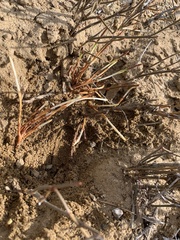 Ephedra cutleri