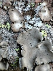 Umbilicaria freyi