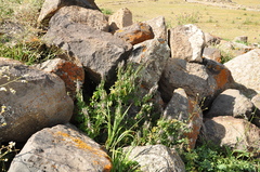 Leonurus glaucescens