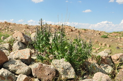 Leonurus glaucescens