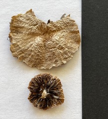 Psathyrella microrhiza