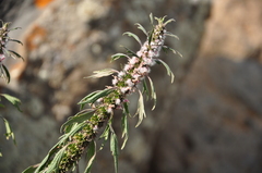 Leonurus glaucescens