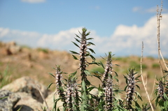 Leonurus glaucescens