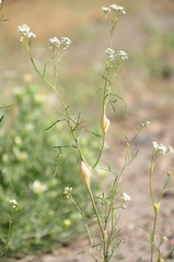 Lepidium vesicarium