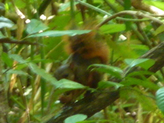 Sciurus granatensis