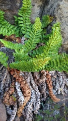 Polystichum andinum