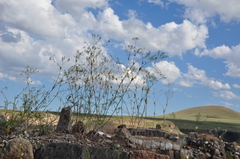 Lepidium vesicarium