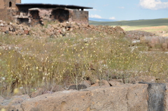 Lepidium vesicarium
