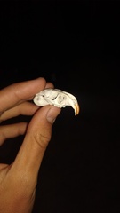 Ctenomys
