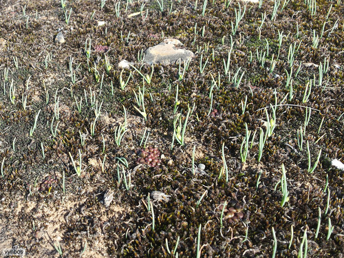 Anacampseros comptonii