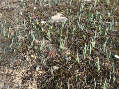 Anacampseros comptonii