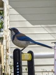 Aphelocoma californica