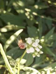 Copestylum sexmaculatum