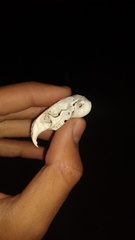 Ctenomys
