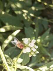 Copestylum sexmaculatum