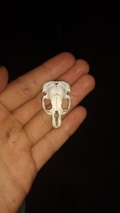 Ctenomys