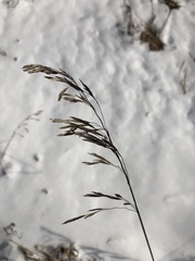 Bromus inermis