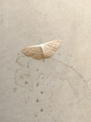 Scopula umbilicata