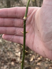 Smilax rotundifolia