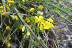 Calicotome spinosa