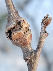 Euhexomyza schineri