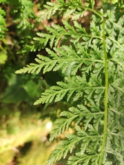 Cystopteris diaphana