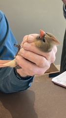 Cardinalis cardinalis