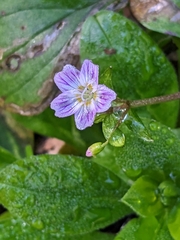 Claytonia sibirica