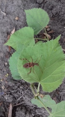 Leptoglossus occidentalis