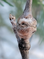 Euhexomyza schineri