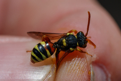 Nomada fucata