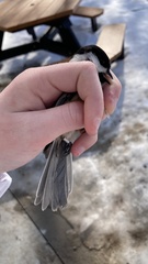 Poecile atricapillus