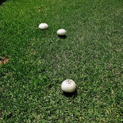 Agaricus bisporus