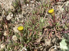 Limbarda crithmoides