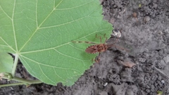 Leptoglossus occidentalis