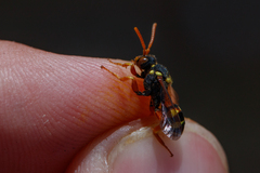 Nomada fucata