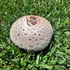 Agaricus bisporus