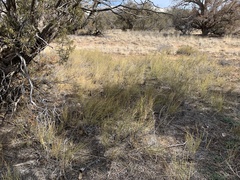 Ephedra cutleri